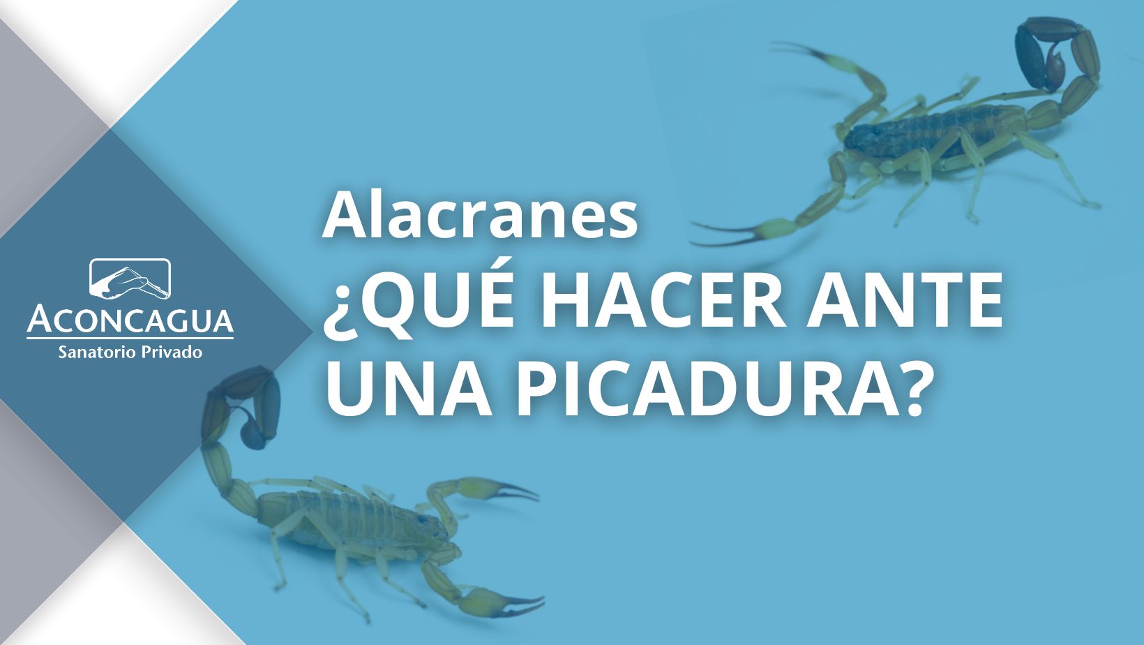 ¿Qué hago si me pica un alacrán?